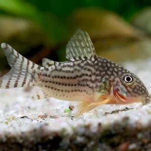 Corydora sterbai