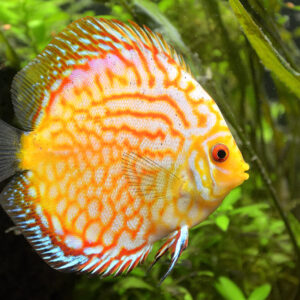 golden/Yellow Checkerboard discus fish