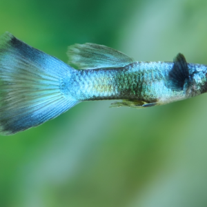 Male green moscow guppy