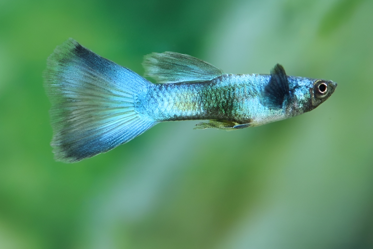 Green-moscow-male-1 Male green moscow guppy