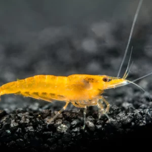orange sakura shrimp