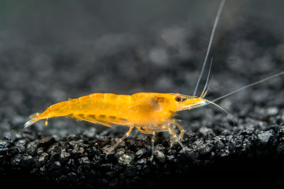 Orange-Sakura-Shrimp-1 orange sakura shrimp