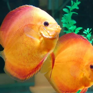 Buy Red Melon Discus Fish online South Africa - breeding pairs just arrived!