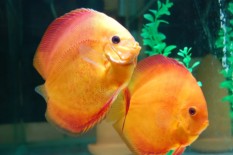 Buy Red Melon Discus Fish online South Africa – breeding pairs just arrived! Buy Red Melon Discus Fish online South Africa - breeding pairs just arrived!