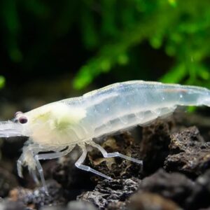 Snow amano shrimp