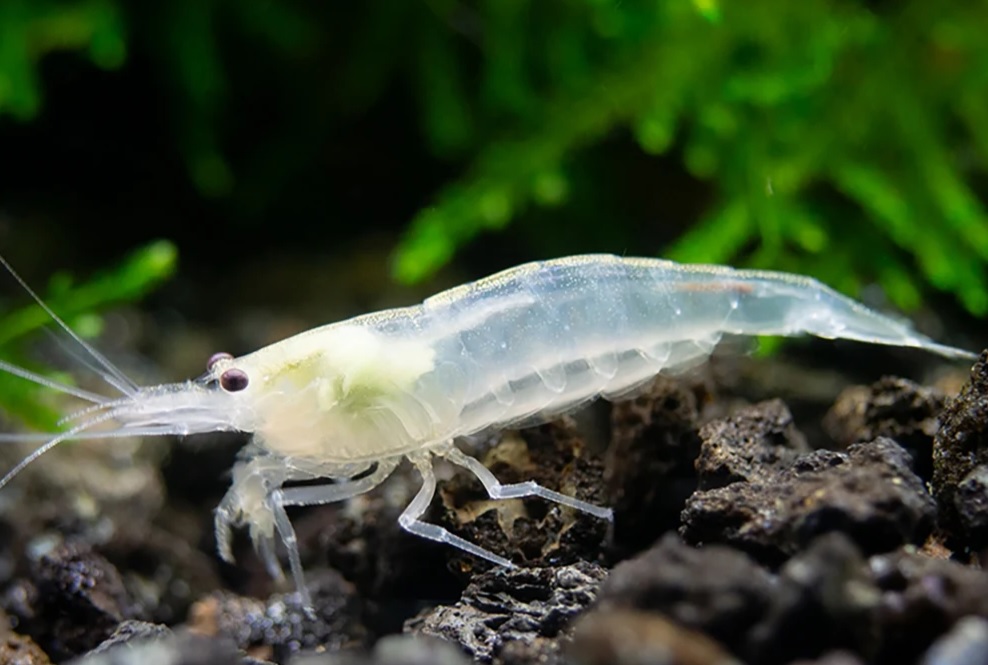 Snow amano shrimp