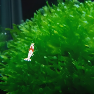 subwassertang, water tang, round pellia