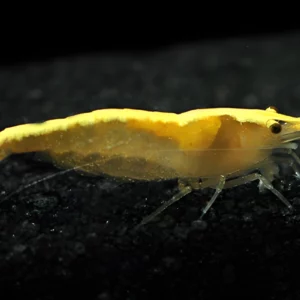 yellow 24k golden back shrimp