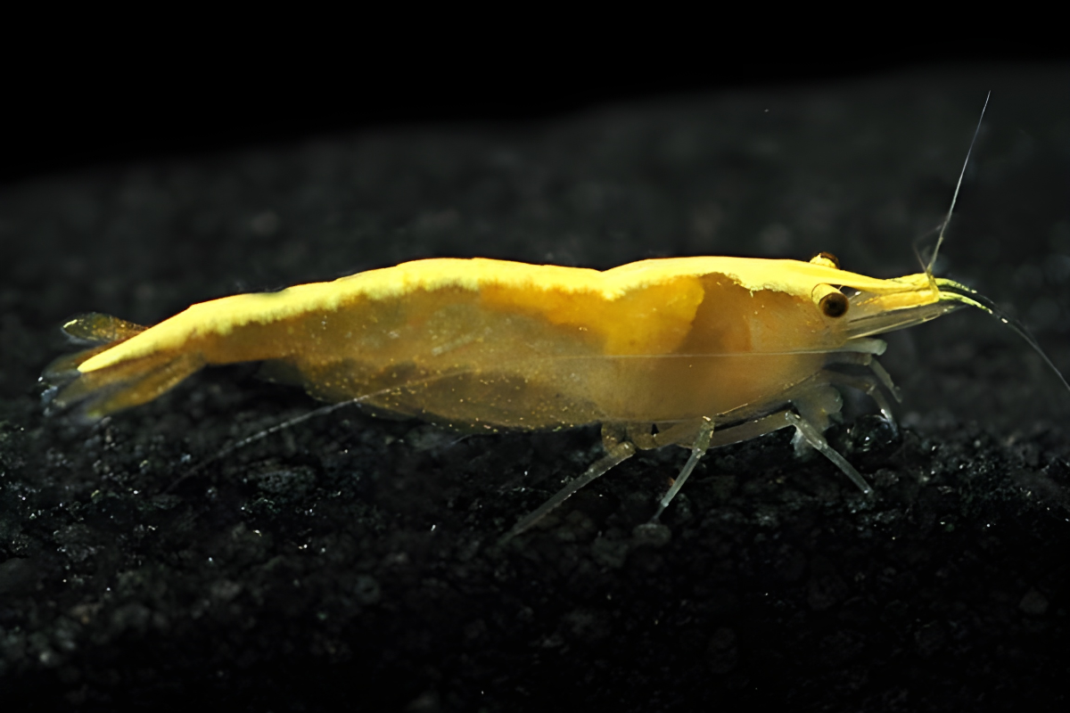 yellow 24k golden back shrimp