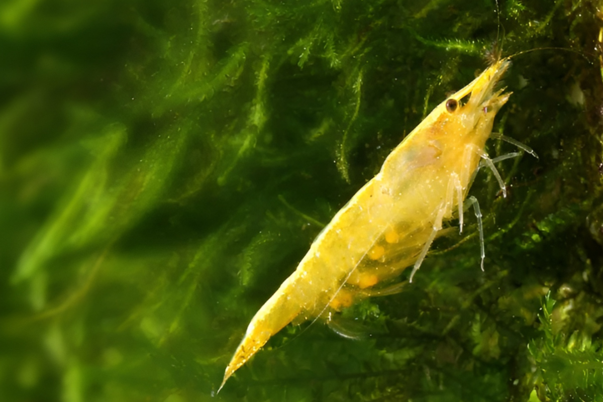 yellow cherry shrimp