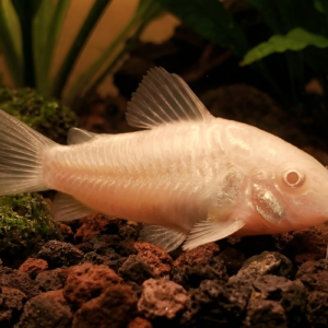 Albino corydora