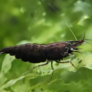 Black chocolate shrimp, black diamond shrimp