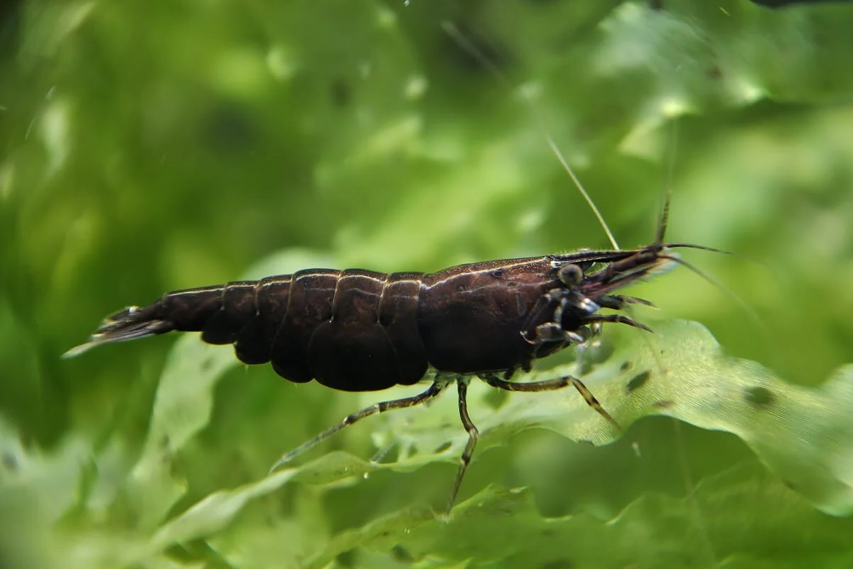 black-chocolate-shrimp-1 Black chocolate shrimp, black diamond shrimp