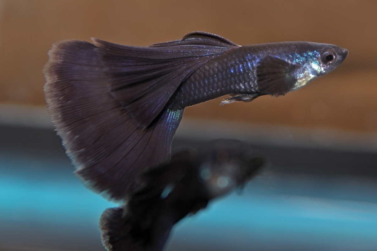 black-moscow-guppy-male-1 black moscow guppy