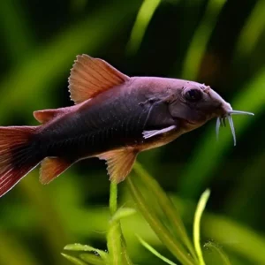 black venezuelan cory - corydoras schultzei