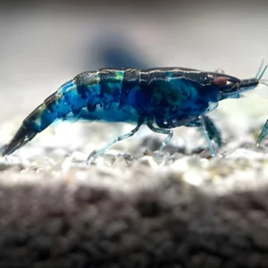 Blue Cherry Shrimp