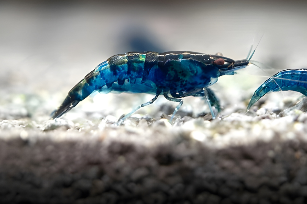 Blue Cherry Shrimp