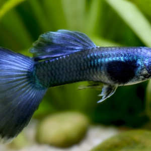 male blue moscow guppy
