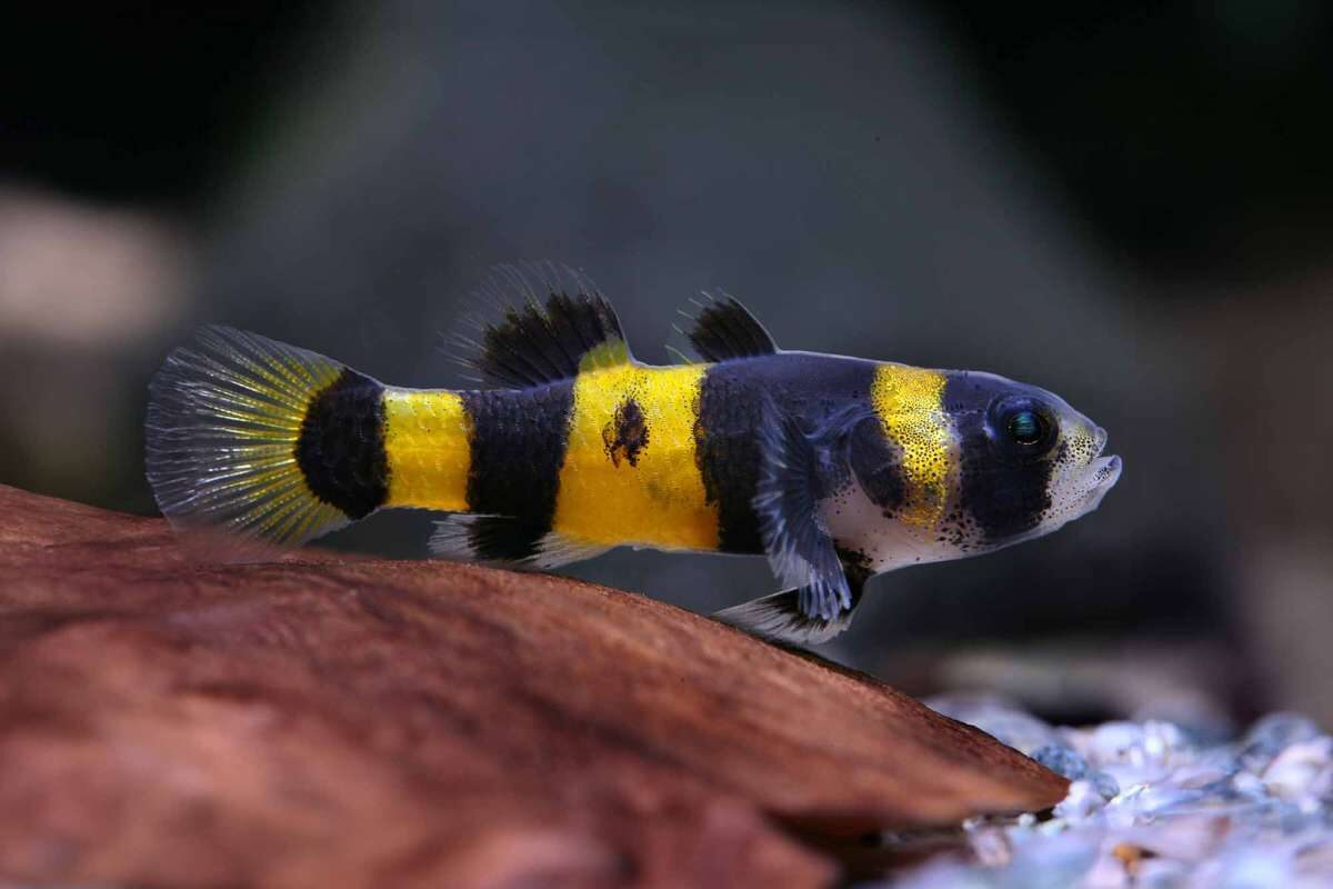 bumblebee goby fish online South Africa