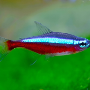 cardinal tetra