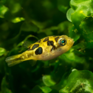 Dwarf Pea Puffer