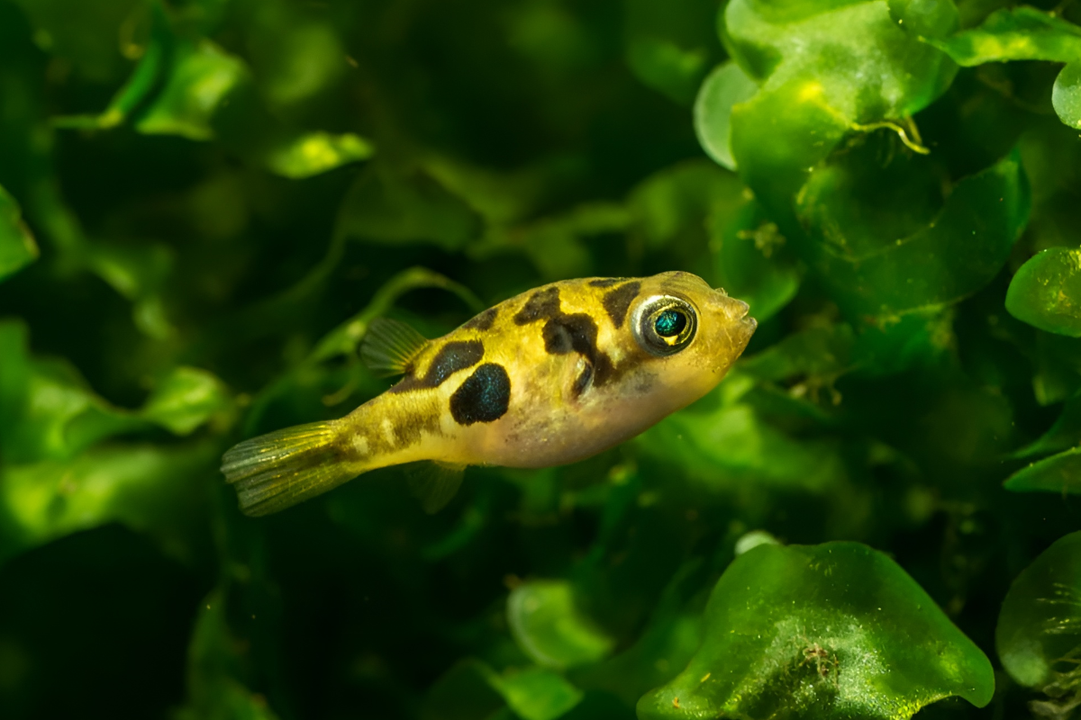 Dwarf Pea Puffer Dwarf Pea Puffer