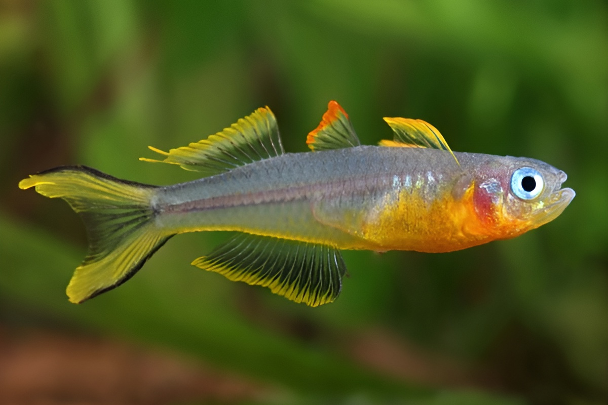 forktail rainbowfish