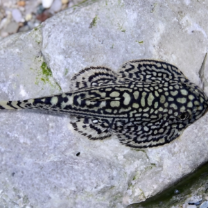 Hillstream loach, Sewellia Lineolata