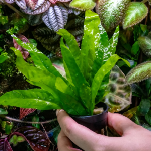 java fern