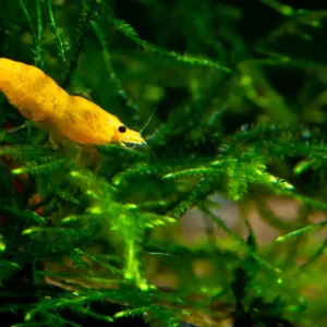 java moss