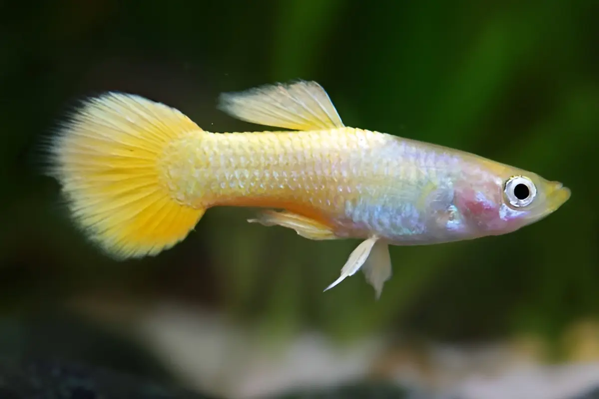 male-gold-guppy-2 gold guppy