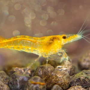 orange cherry shrimp