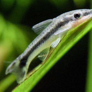 Otocinclus, dwarf suckermouth catfish