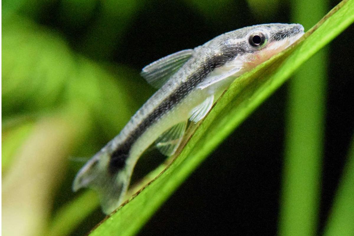 Otocinclus, dwarf suckermouth catfish
