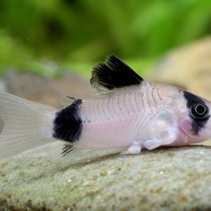 panda corydora Silverstream online SA