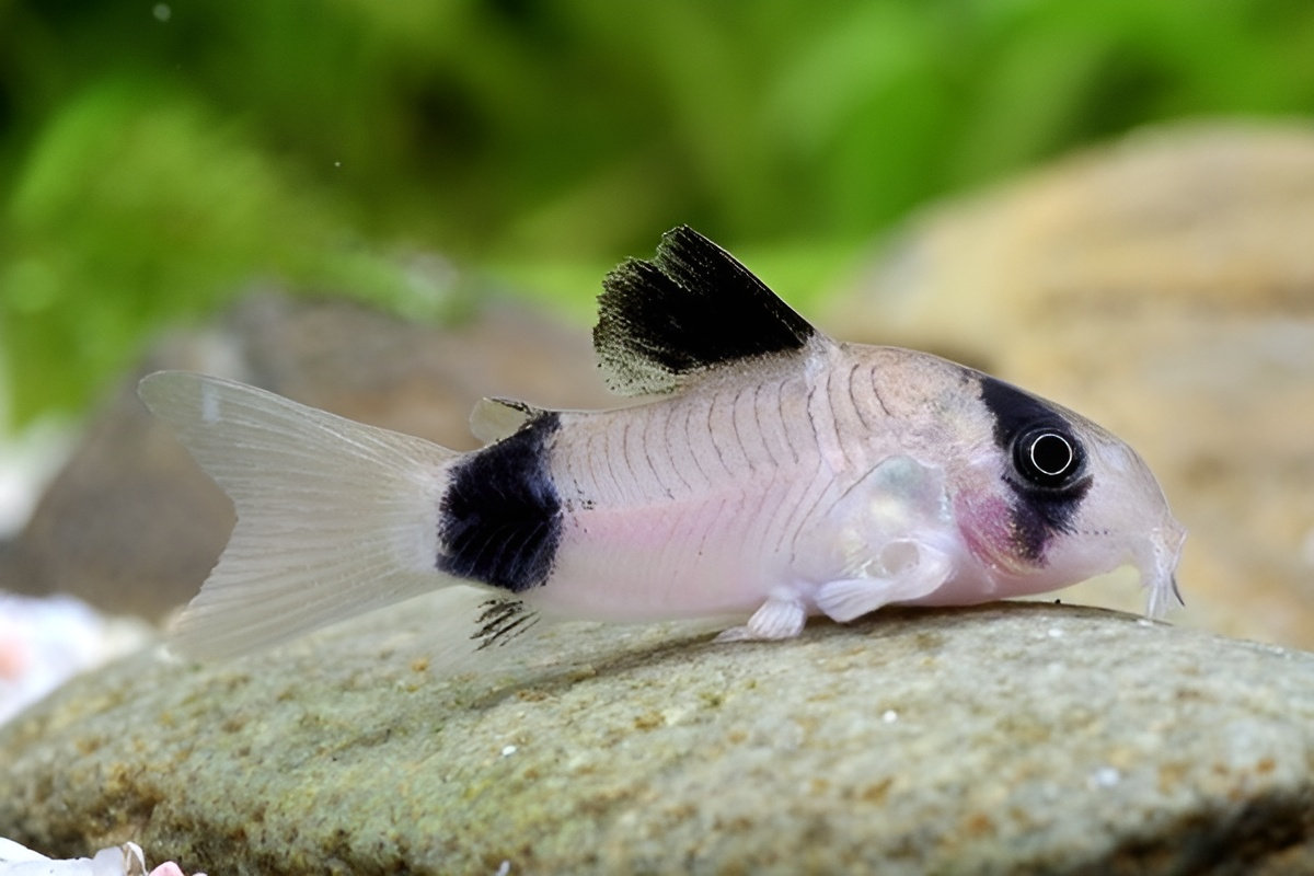 panda corydora Silverstream online SA panda corydora Silverstream online SA