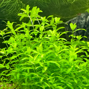 pearl weed, Hermianthus