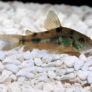 peppered corydora, pepper cory