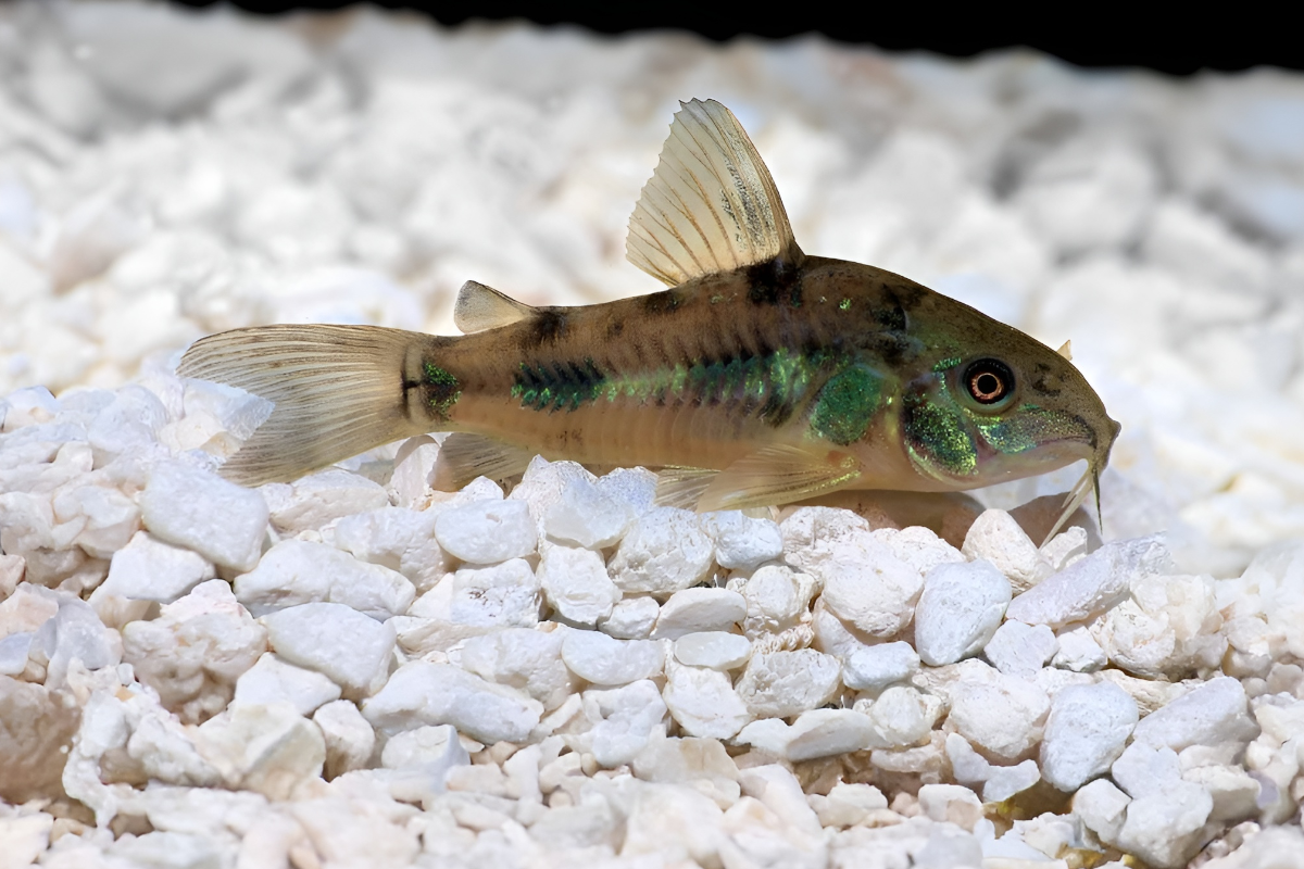 pepper-cory-3 peppered corydora, pepper cory