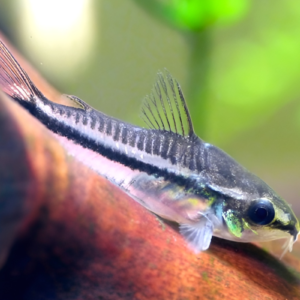 pygmy corydora