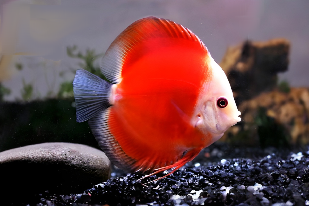 red-melon red melon discus