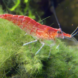 red shrimp culls
