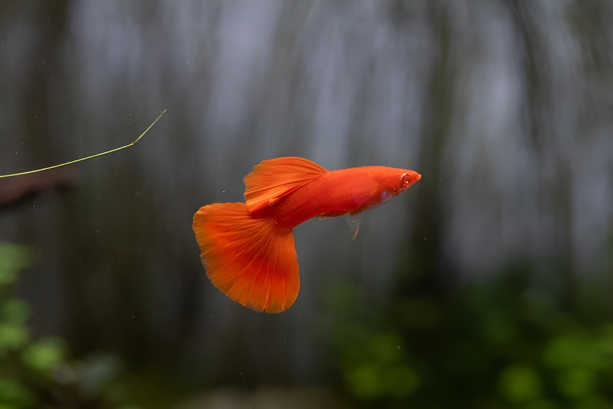 redmoscow2 red moscow guppy