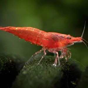 supreme red shrimp