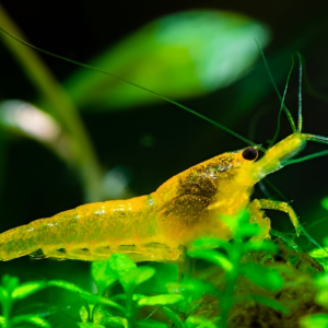 Yellow Cherry Shrimp, Yellow fire shrimp