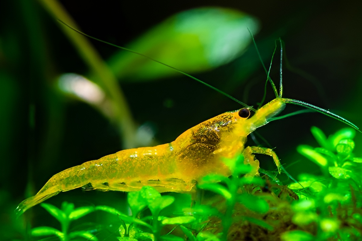 yellow-cherry-shrimp-1 Yellow Cherry Shrimp, Yellow fire shrimp