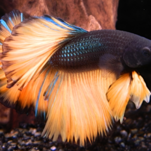Yellow Mustard half-moon betta fish