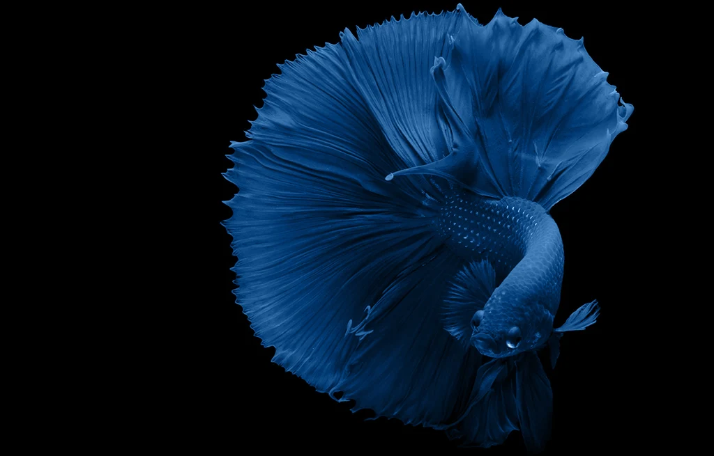 Nano and Community Fish