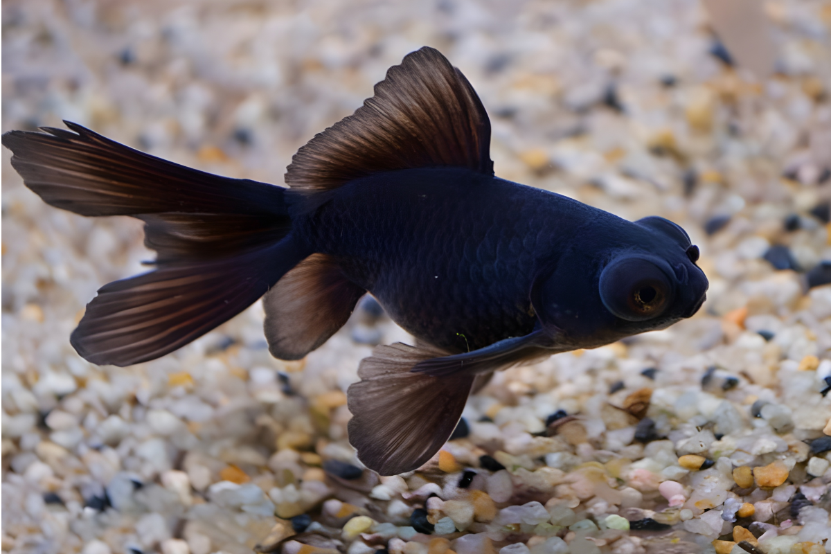 black moor goldfish