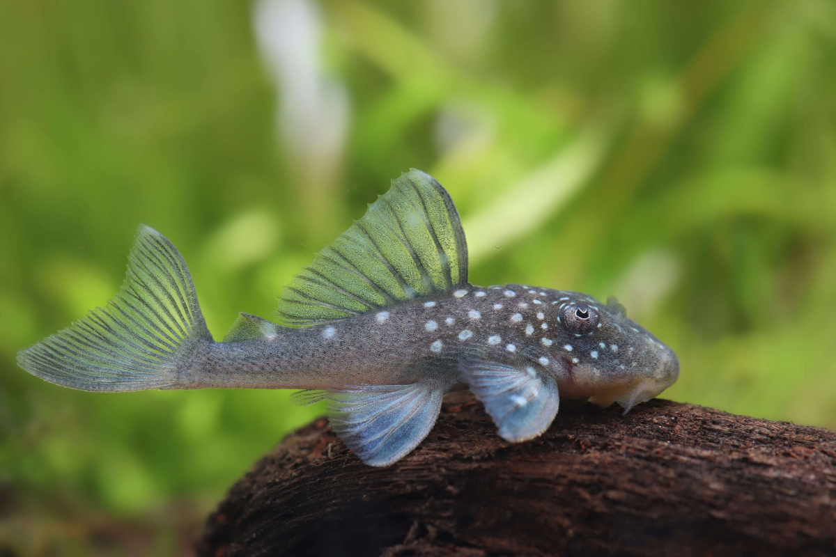 blue-phantom0-pleco-1 blue phantom pleco